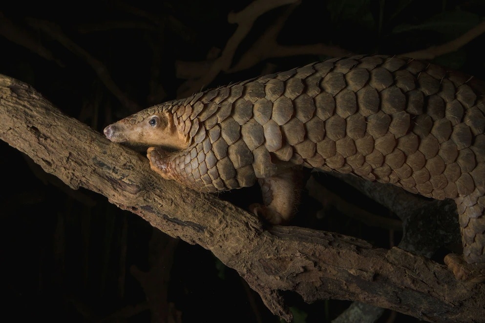 这款新的应用程序能预测下一场疫情大流行吗?