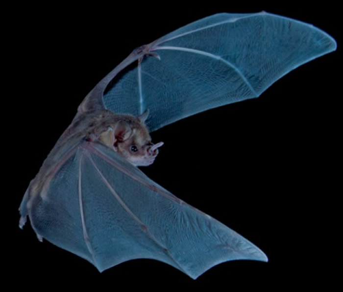 通过分析牙买加Home Away from Home洞穴蝙蝠粪便来确定过去4300年它们的饮食变化