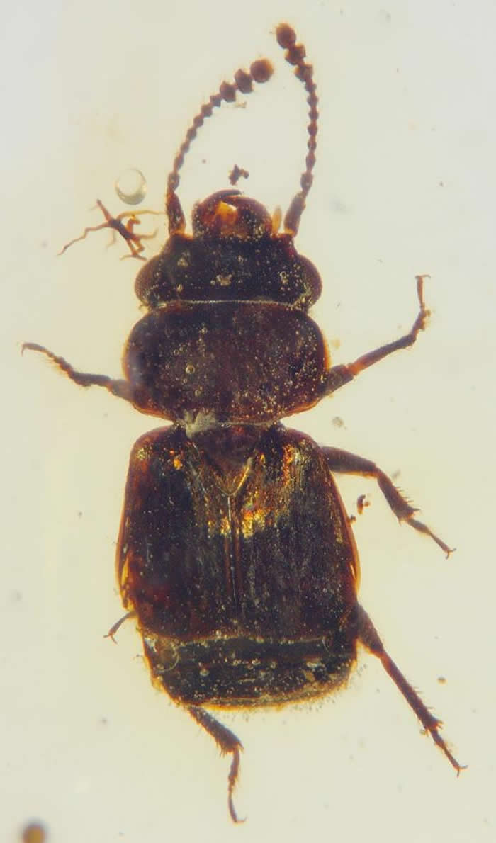 ˴·ֵĶ̳Ứ滯ʯйѧԺϾʹоͼ