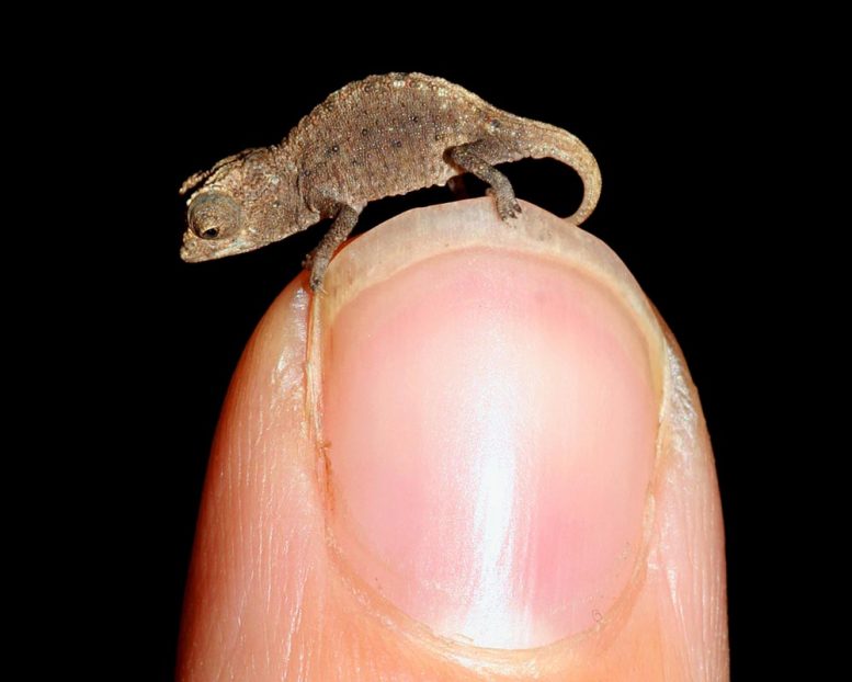 “岛屿法则”效应在哺乳动物、鸟类和爬行动物中广泛存在 但在两栖动物中不太明显