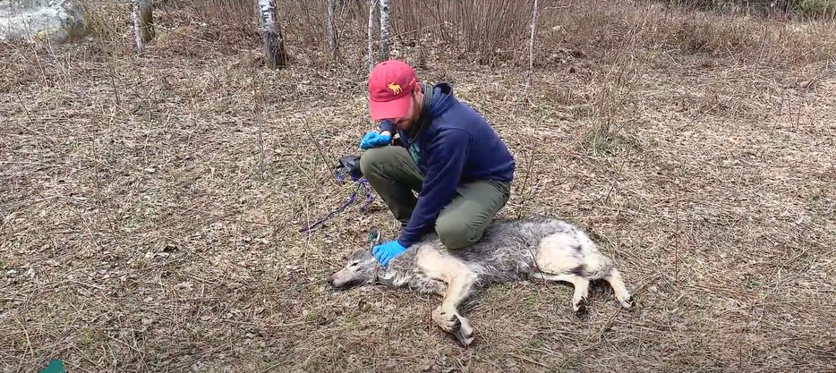 美国明尼苏达大学Voyageurs狼项目研究人员拍摄到野狼捕食淡水鱼的画面