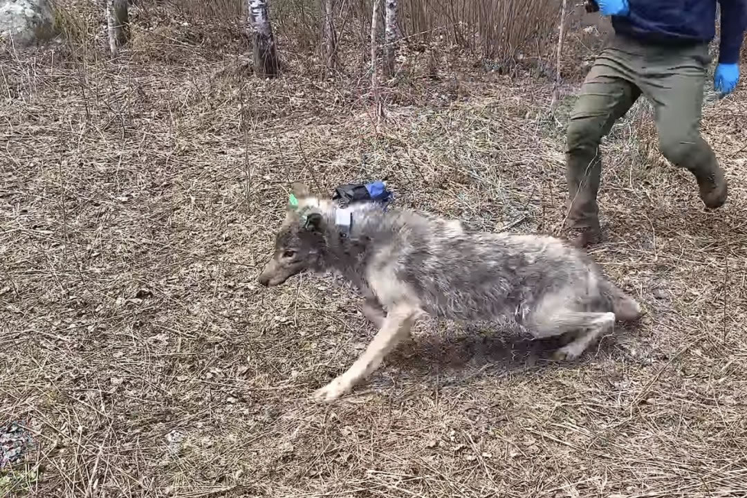 美国明尼苏达大学Voyageurs狼项目研究人员拍摄到野狼捕食淡水鱼的画面