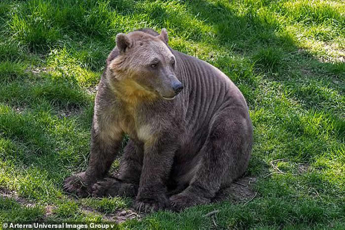 因为海冰正在融化,北极熊正撤退到内陆寻找食物,并与阿拉斯加的灰熊交配,产生的后代被称为“灰北极熊”。