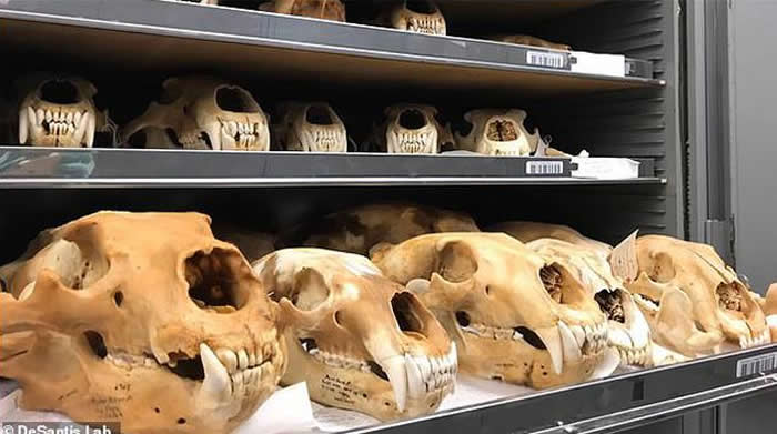 科研人员最近进行了一项研究,以评估在全球变暖的环境中,北极熊的饮食与古代有何不同。他们分析了20个古代北极熊骸骨,这些都是在考古挖掘中发现的。