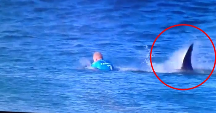 冲浪名将Mick Fanning比赛中遭大白鲨袭击!幸存后罹患创伤后压力症候群