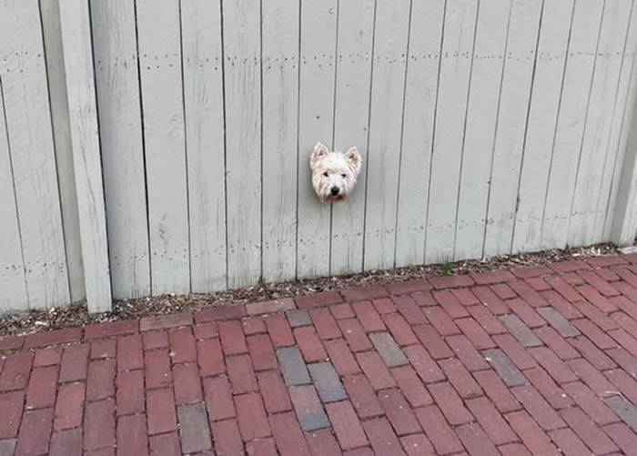 美国麻州女子每天早上慢跑经过一户人家时总是会看到围墙上一颗“漂浮狗头”