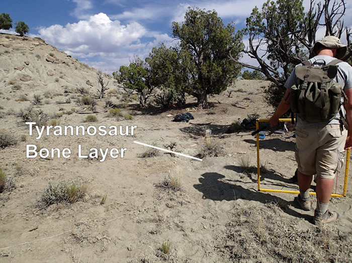 新研究表明霸王龙可能经常集体捕猎 并非独行侠