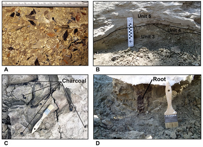 新研究表明霸王龙可能经常集体捕猎 并非独行侠