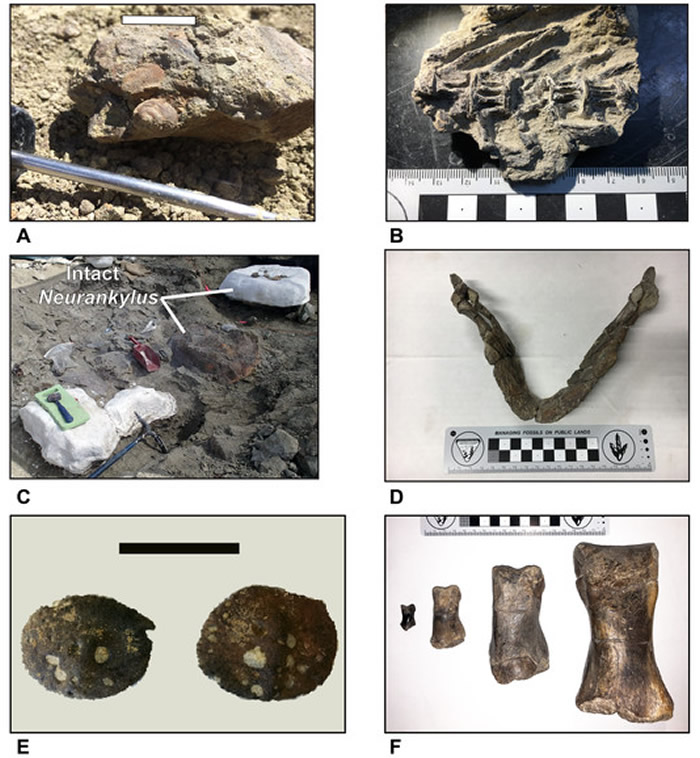 新研究表明霸王龙可能经常集体捕猎 并非独行侠