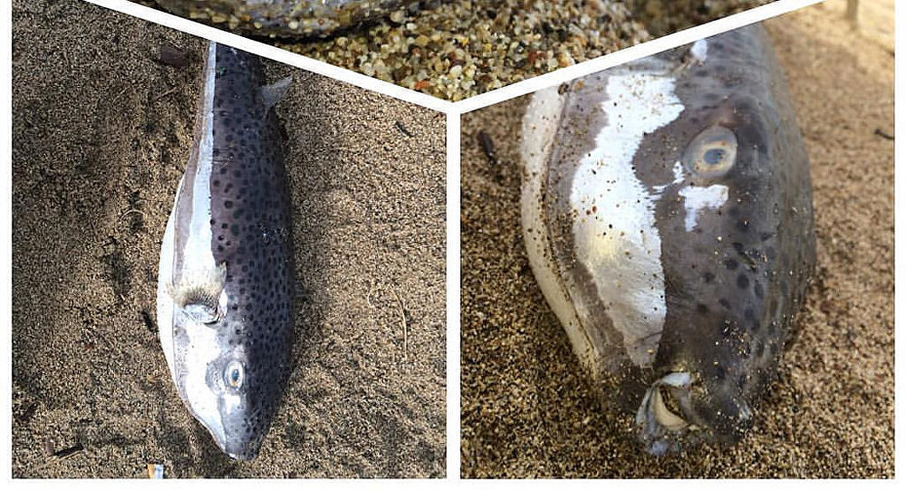 土耳其鱼类科学家:由于全球变暖有毒河豚成为地中海常驻居民