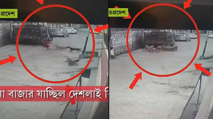 ӡ�ȱ����������7��Ůͯ���ڽ�����10��12�����˹����幥����ҧ������