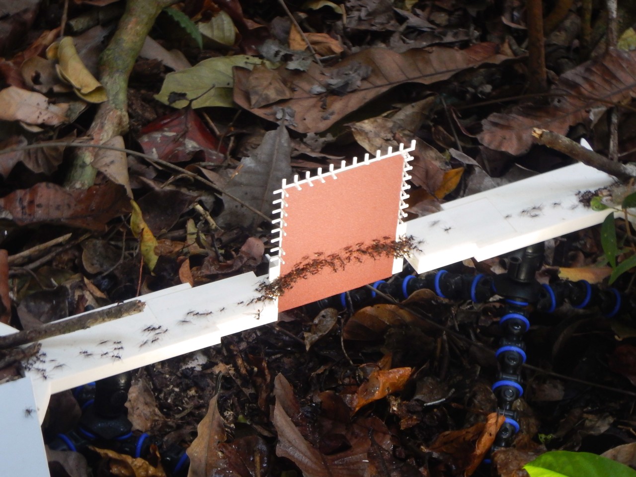 兵蚁将身体连接在一起形成脚手架 防止其他蚂蚁从陡峭的地形上滚下来