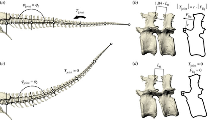 根据尾部固有频率估算霸王龙的行走速度