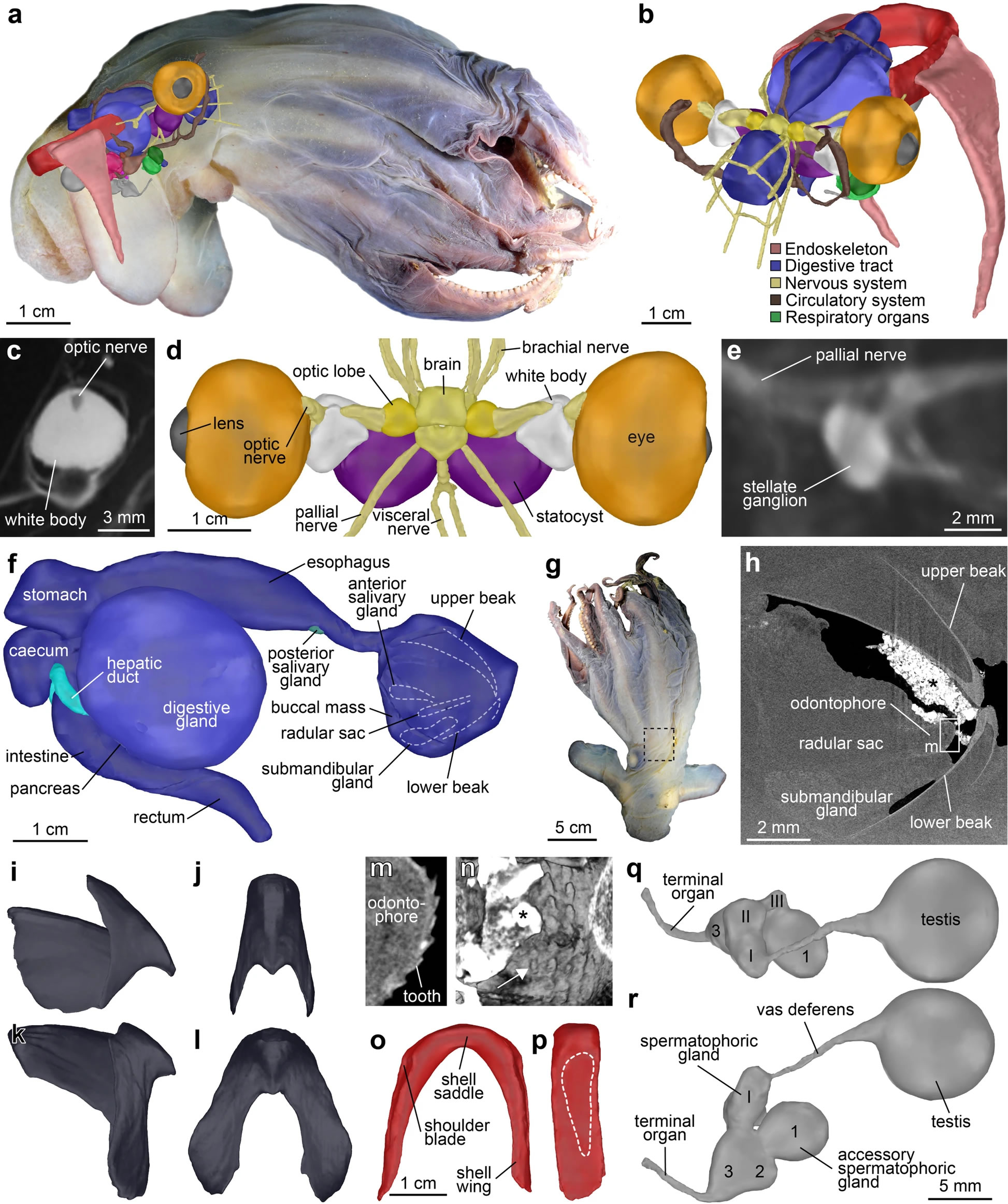 用微创技术鉴定出烟灰蛸属(“小飞象”章鱼)一个新的深海品种“帝王烟灰蛸”