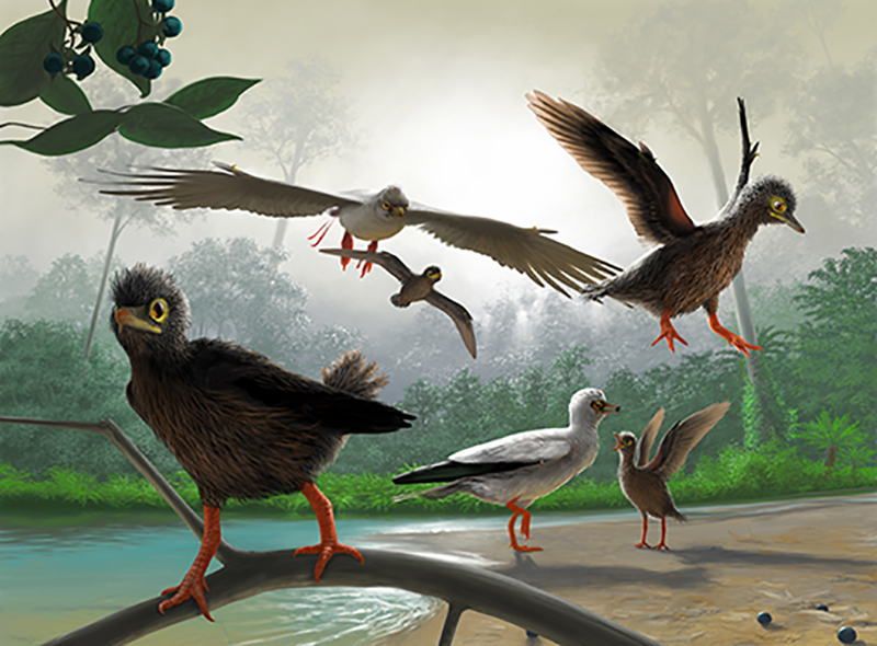 古喙鸟的复原图(Frederik Spindler 绘制)