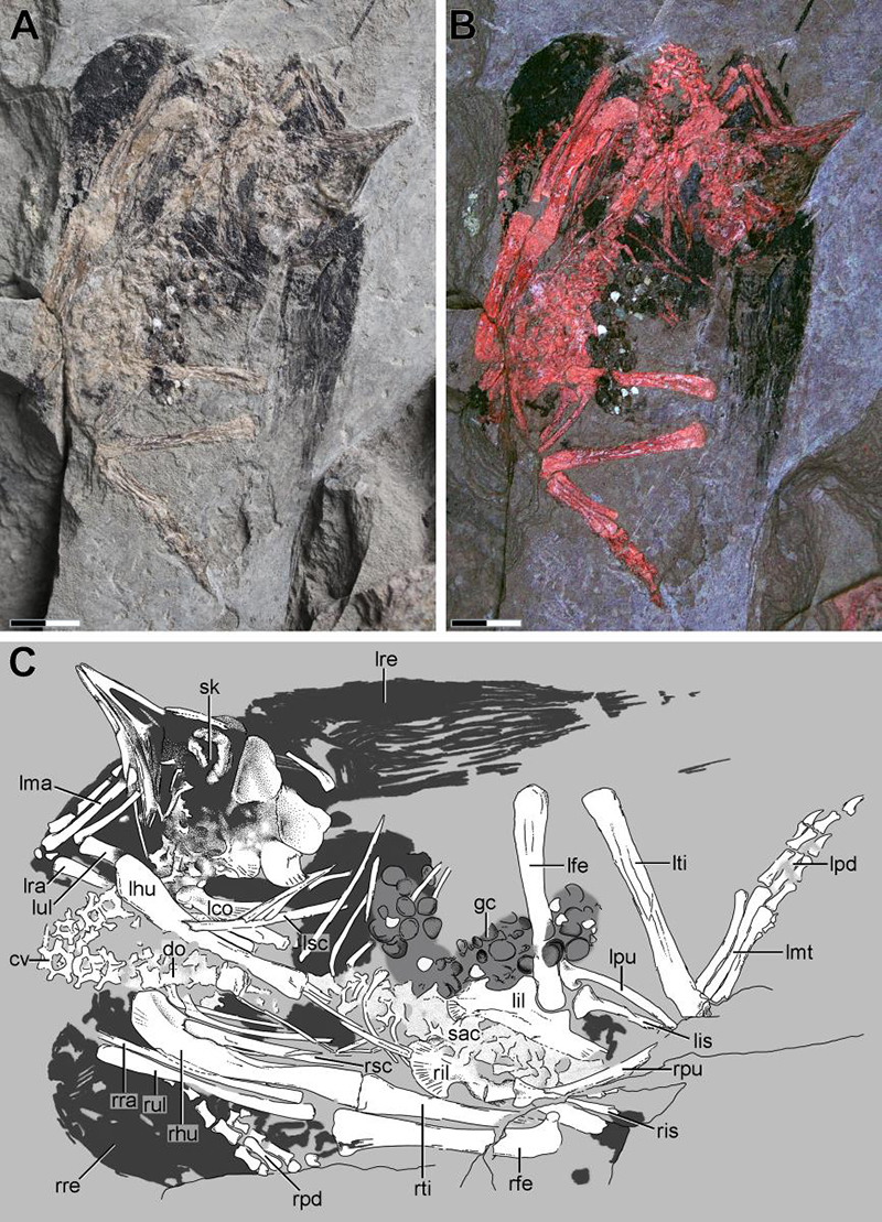 古喙鸟幼年标本照片和线条图(注:A 为正常光;B 为红蓝成像)(研究团队 供图)