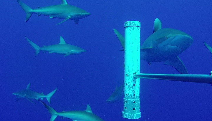 “日不落帝国”英国启动世界最大海洋生态监测网