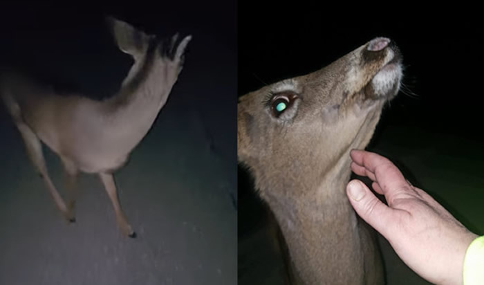 美国缅因州女子深夜驾车陷在泥沼中无法动弹 走路回家一头小鹿陪伴3小时