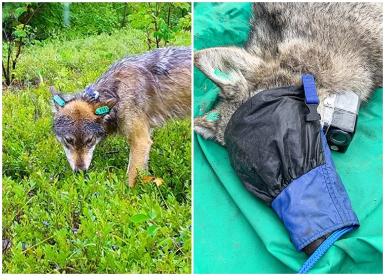 美国明尼苏达大学附属野生动物组织在野狼颈部挂摄录机 第一视角呈现野外生活日常