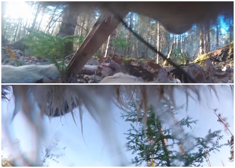 美国明尼苏达大学附属野生动物组织在野狼颈部挂摄录机 第一视角呈现野外生活日常