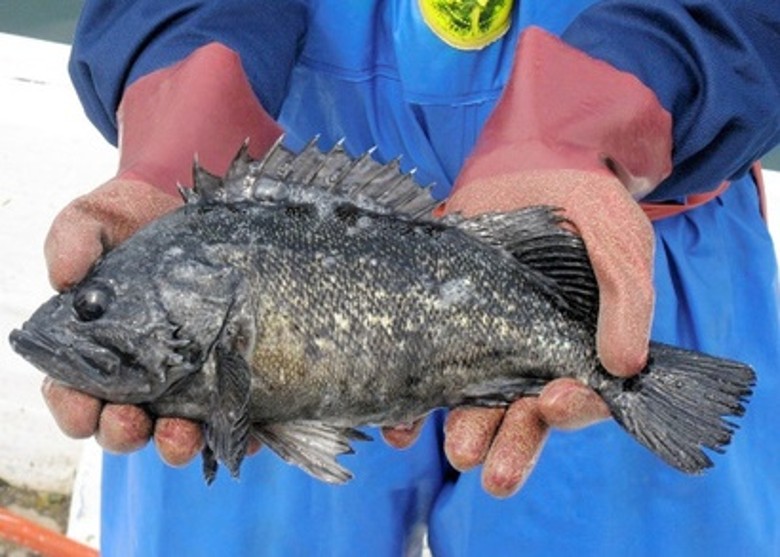 日本福岛县黑鮋放射性物质超标 相隔14月再禁上市