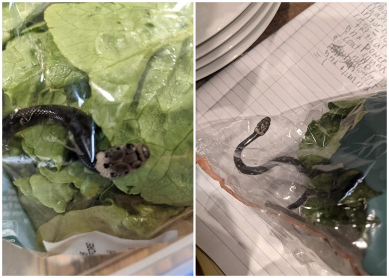 澳洲悉尼男子在超市买的袋装生菜打开惊见攻击性毒蛇——盔头蛇