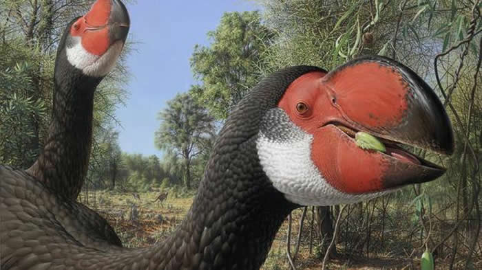 ţ�پ����ǰ���һ�ִ��Ͳ���ɵ�����5����ǰ����������о��͵�๣���������ʳ�Եģ����̶Ȳ�������������ʳ�߼�ʳ������Ļ�ϣ������߿ɴ�2�ס�