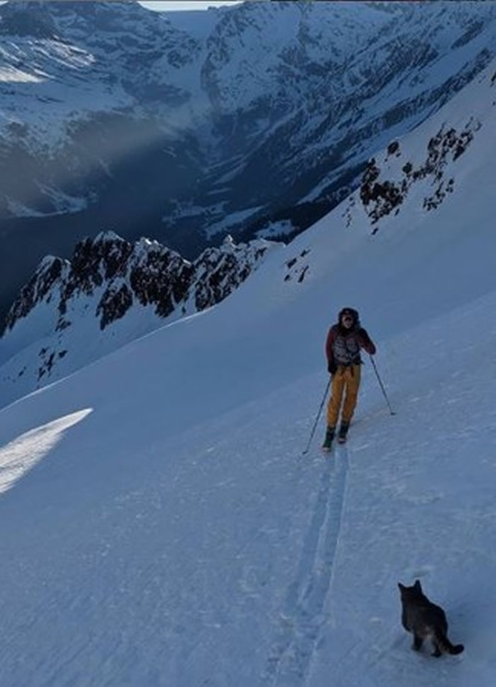 瑞士登山客爬布里斯滕山途中遇见迷路猫咪 一路尾随登顶