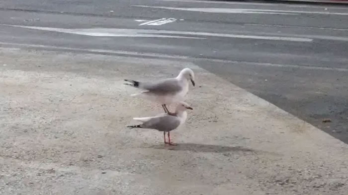 2016�����ѩ���������ĵ�һֻ��Ÿվ������һֻ��Ÿ����