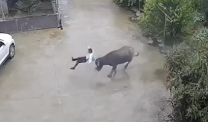 福建省龙岩市武平县村庄男童被发狂的牛顶飞 趴车底求饶:牛大哥别打我了!