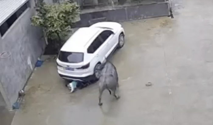 福建省龙岩市武平县村庄男童被发狂的牛顶飞 趴车底求饶:牛大哥别打我了!