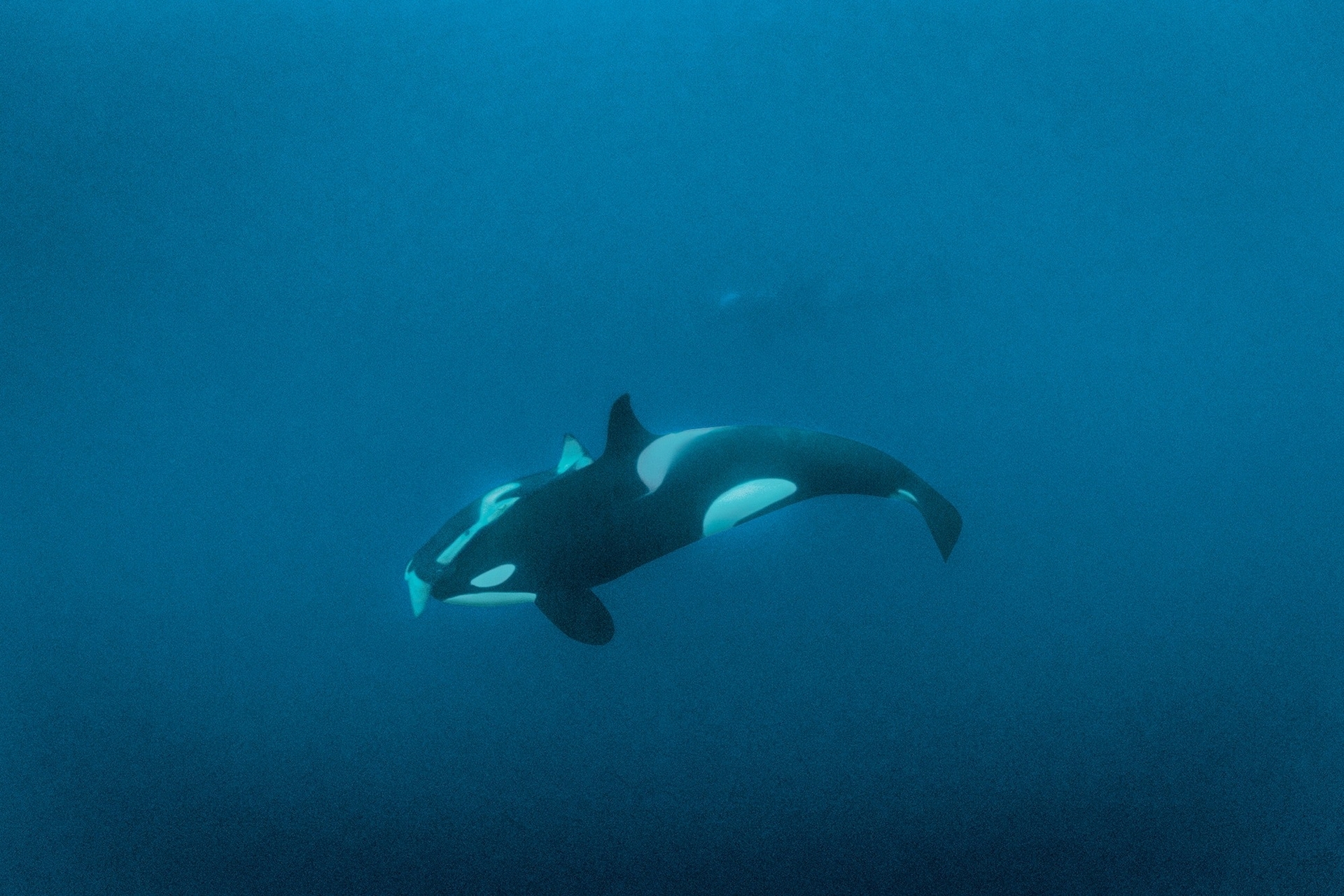 在挪威北极圈的黑暗中,一只应该是母鲸的雌性虎鲸带着一只盖在它身上的死去幼鲸一起游泳。这种行为之前曾在鲸鱼身上被人观察到;死去的幼鲸可能会被携带数天甚至数周。史盖