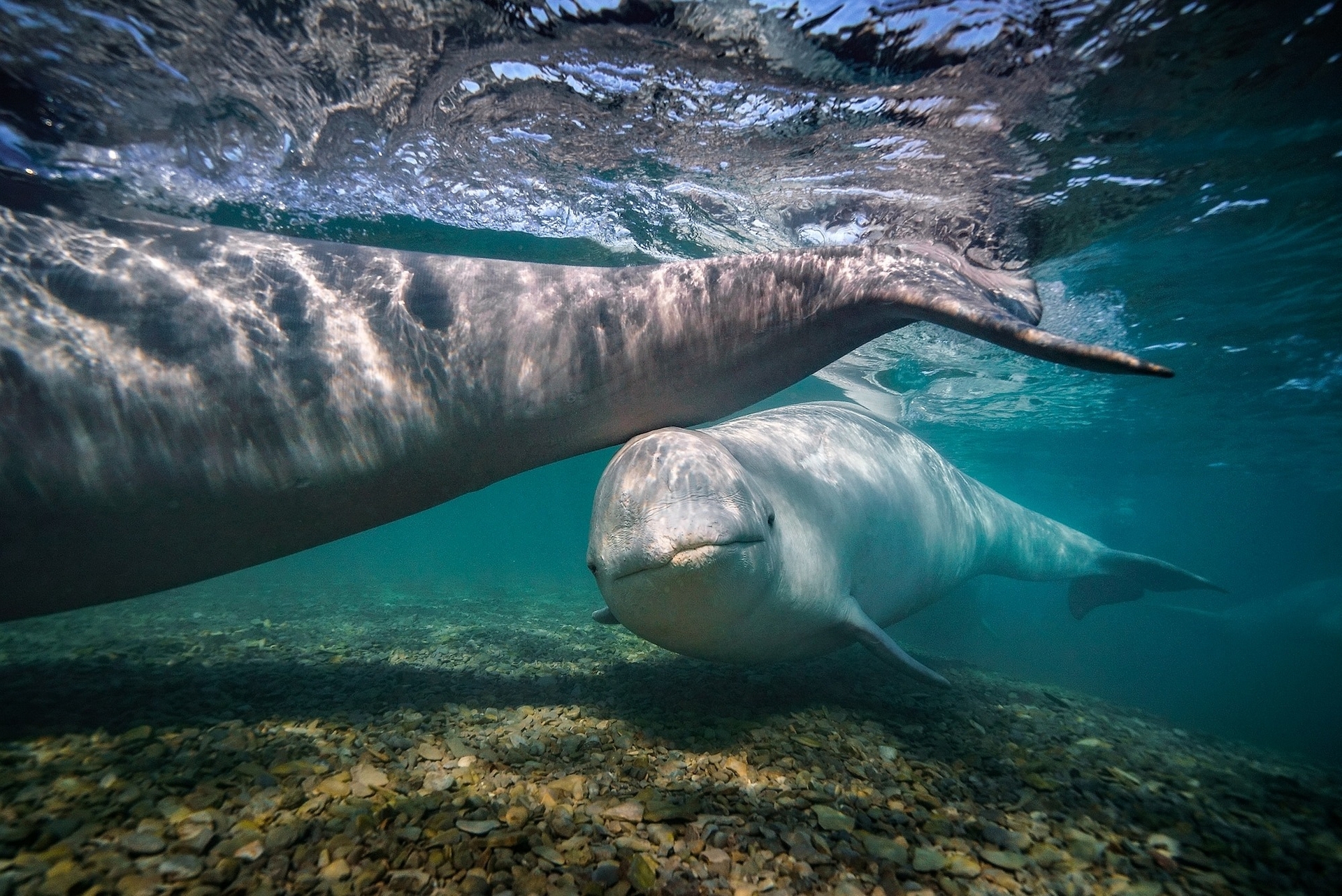 加拿大坎宁安河(Cunningham River)的浅滩就像白鲸的「水疗池」,它们似乎会把河床当作「菜瓜布」,用来搔痒及清除一层皮肤。聆听鲸鱼叫声的研究人员认为