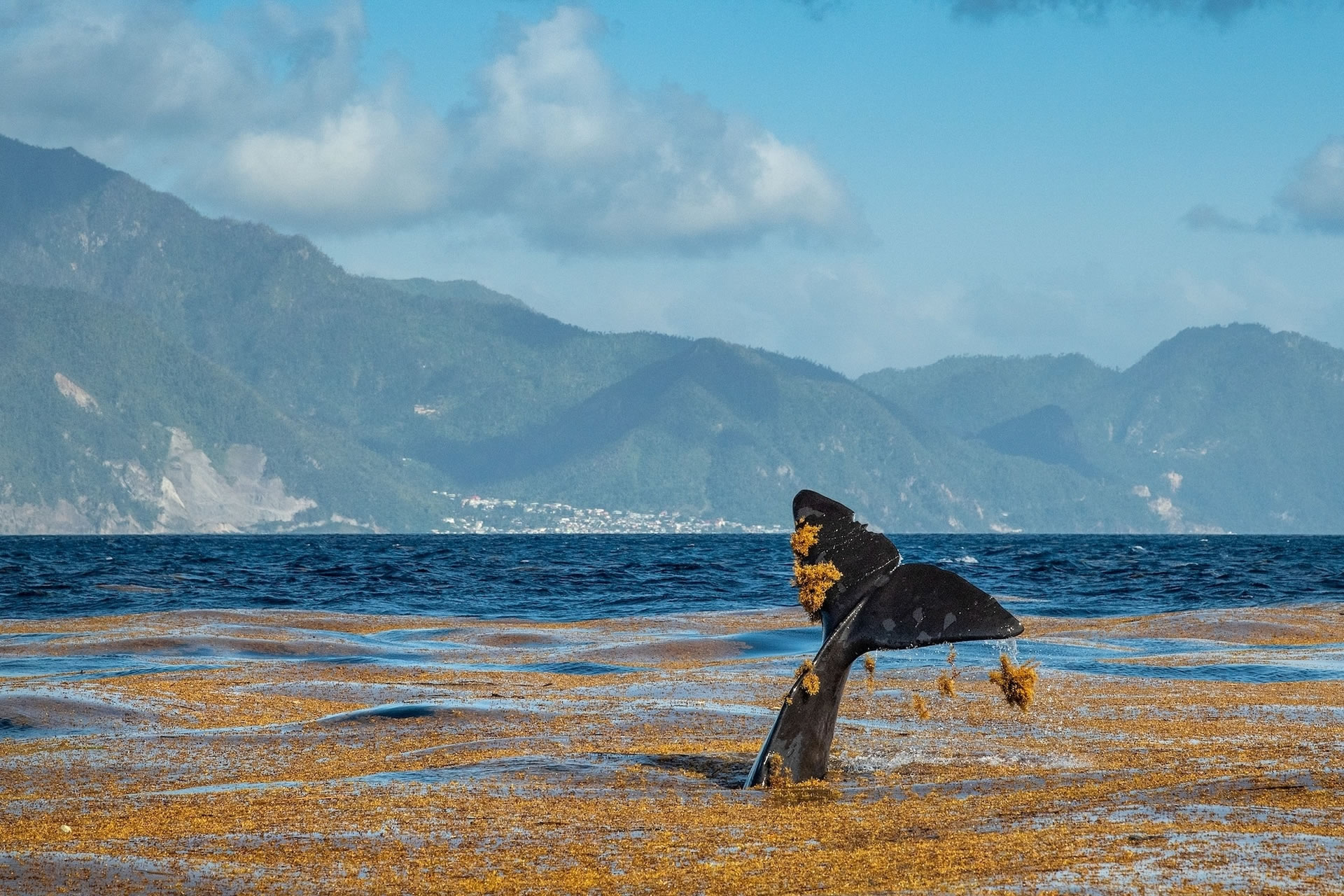 一只抹香鲸在多米尼克外海的一片马尾藻中玩耍。尽管我们很少会见到这种行为,但鲸鱼似乎很享受粗糙海草刮擦皮肤的感觉。 PHOTOGRAPH BY BRIAN SKE