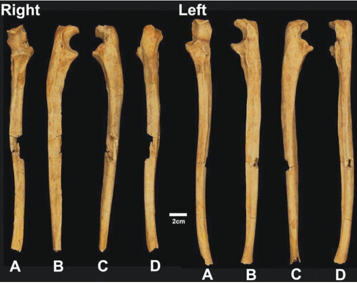 成人墓发现的右尺骨(左)和左尺骨(右)。A为前方;B为侧面;C为内侧;D为后方。
