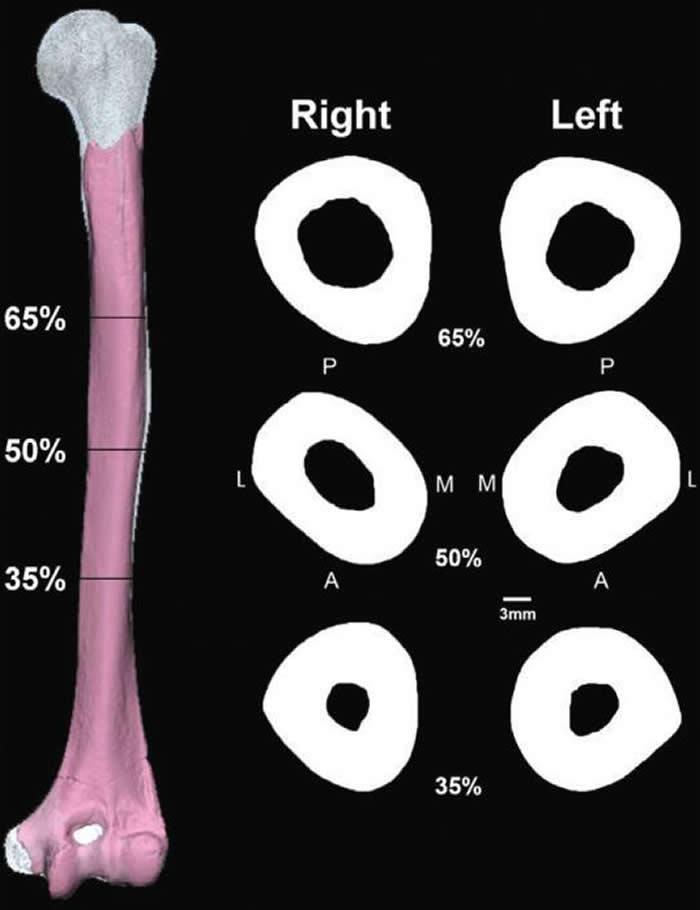 成人墓葬肱骨横截面。