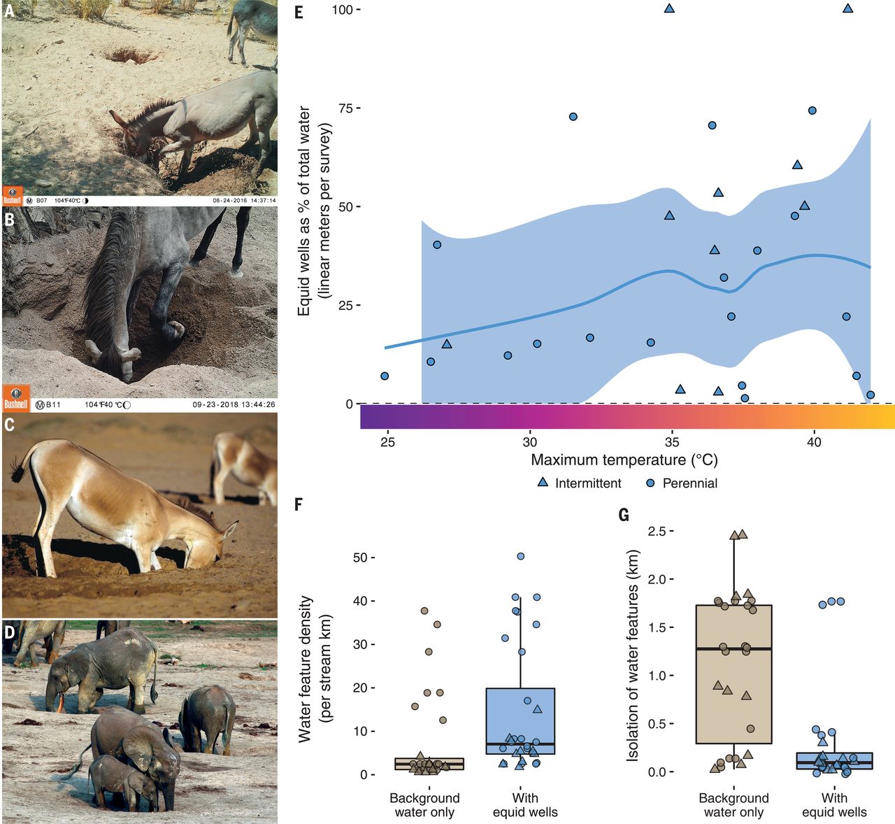 马和驴会在旱地生态系统中挖井 增加可获得的水