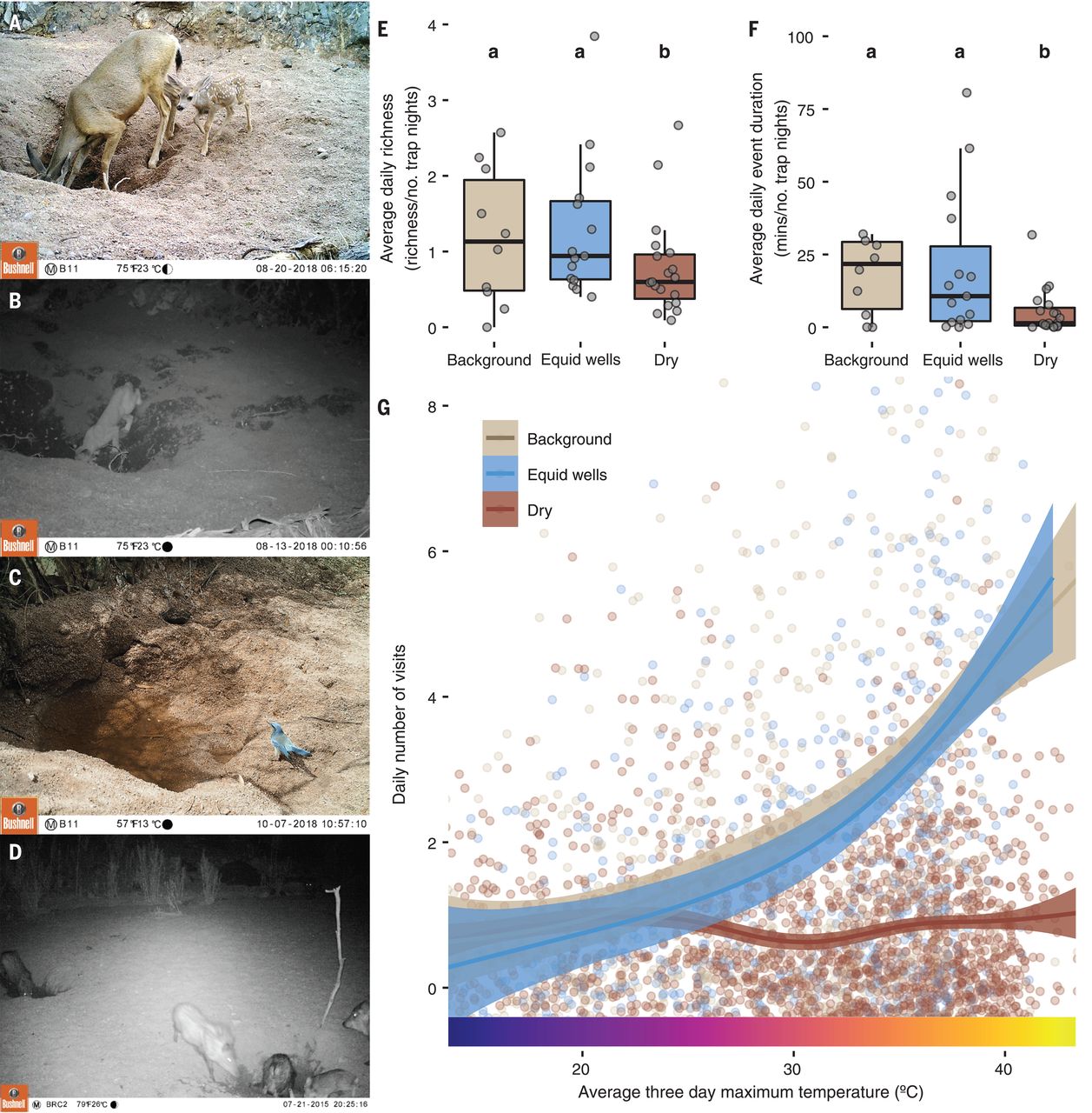 马和驴会在旱地生态系统中挖井 增加可获得的水