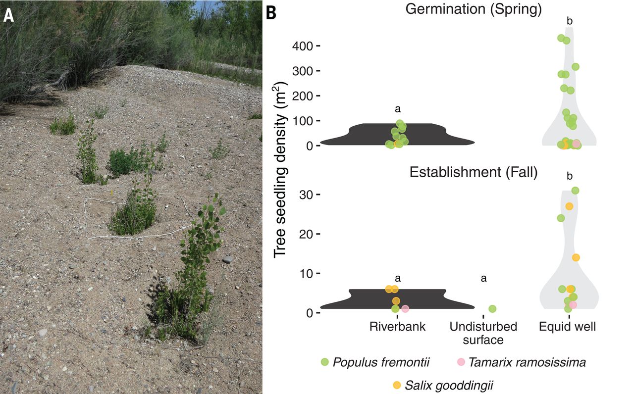 马和驴会在旱地生态系统中挖井 增加可获得的水