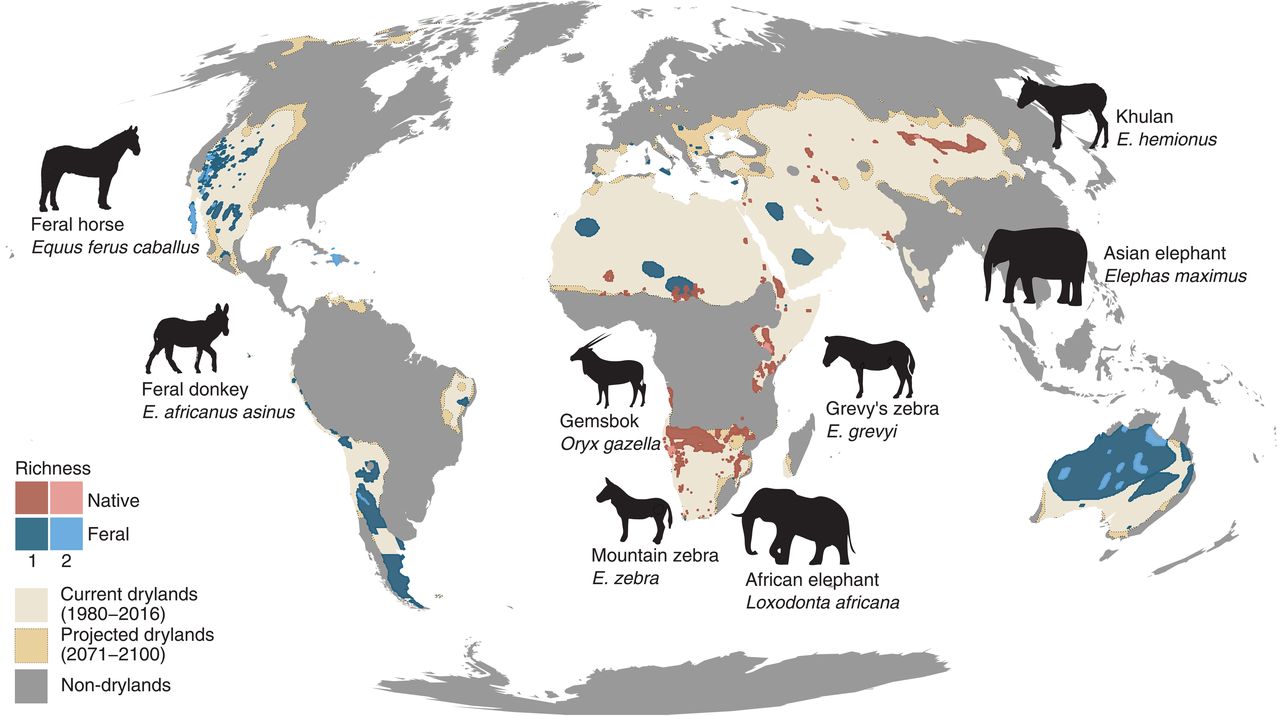 马和驴会在旱地生态系统中挖井 增加可获得的水
