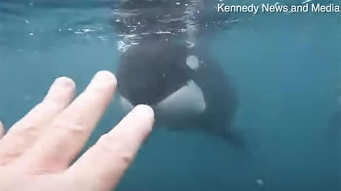 �����������ڲ����غ��帡Ǳʱ��ɱ�˾���Χ ��㤶���30��