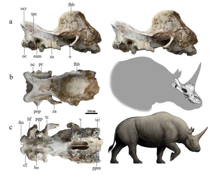 陕西定边原始板齿犀(Elasmotherium primigenius sp. nov.)正型头骨及复原图(陈瑜绘)(孙丹辉供图)