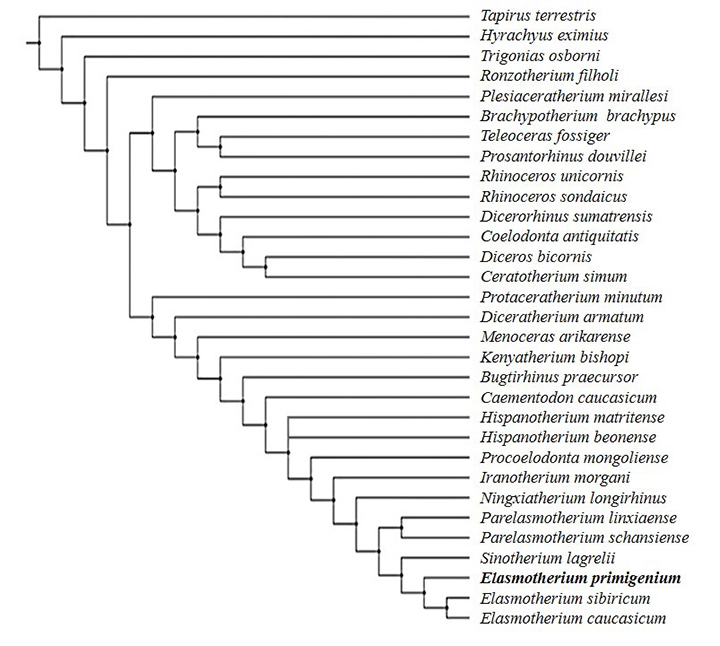 板齿犀系统发育关系分析结果 (孙丹辉供图)