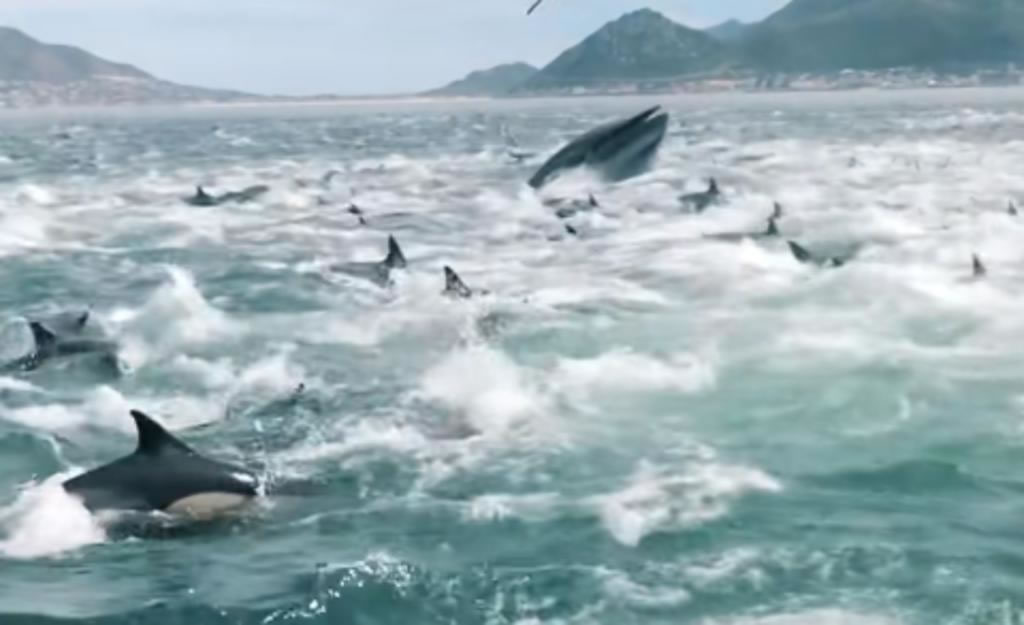 ϷһֵܳǧֻຣХϯ 3ֻͷҲֳ