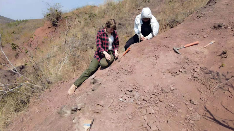 云南禄丰挖掘出土一具不属于任何已知属种的恐龙化石