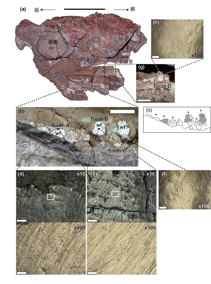 ����ѧ����ͼ���-�ۺϡ����й����Ƽ�������΢�۷����������о��ɹ�