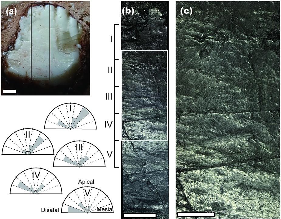 ����ѧ����ͼ���-�ۺϡ����й����Ƽ�������΢�۷����������о��ɹ�