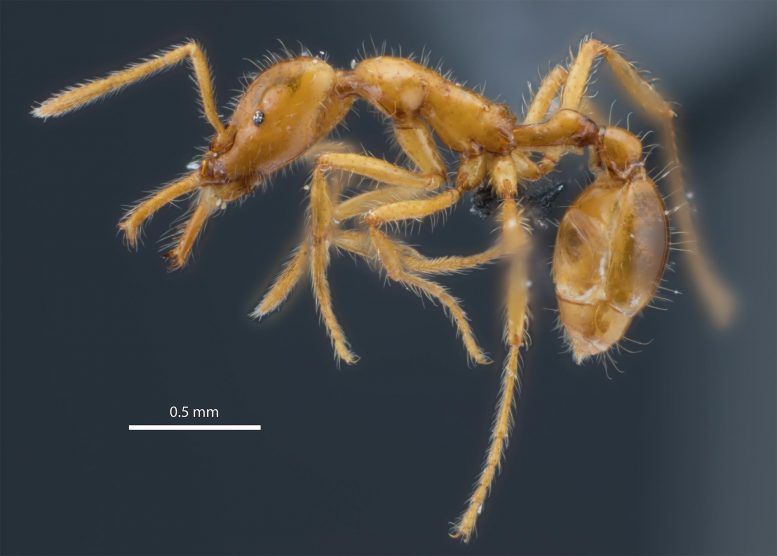 厄瓜多尔常绿热带森林中发现一种微型陷阱颚蚁新物种Strumigenys ayersthey