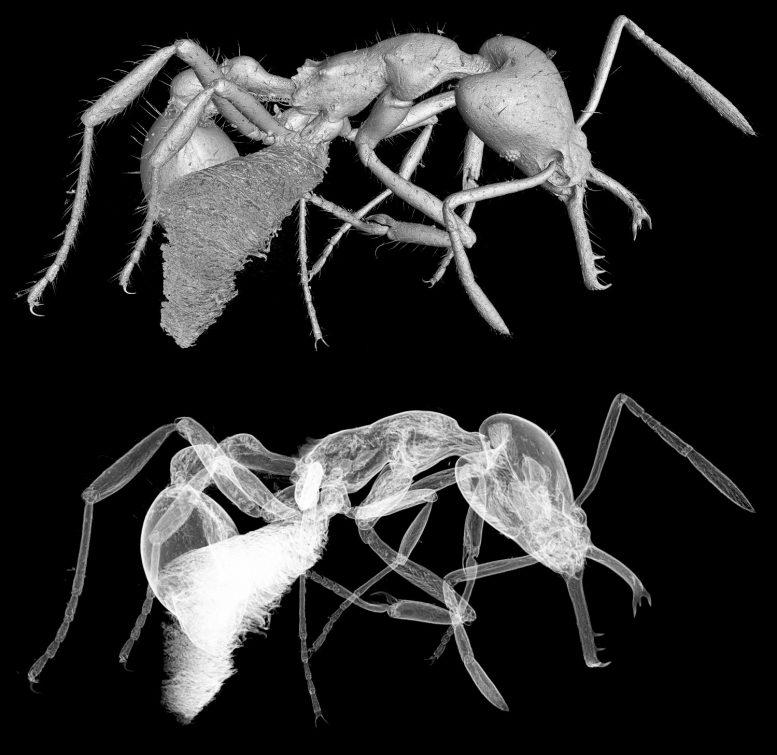 厄瓜多尔常绿热带森林中发现一种微型陷阱颚蚁新物种Strumigenys ayersthey