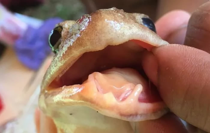 怪异的獠牙蛙:菲律宾发现青蛙新物种Limnonectes beloncioi